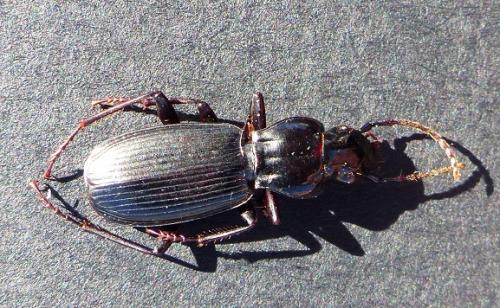 Réf. 219 247 : Pterostichus sp.